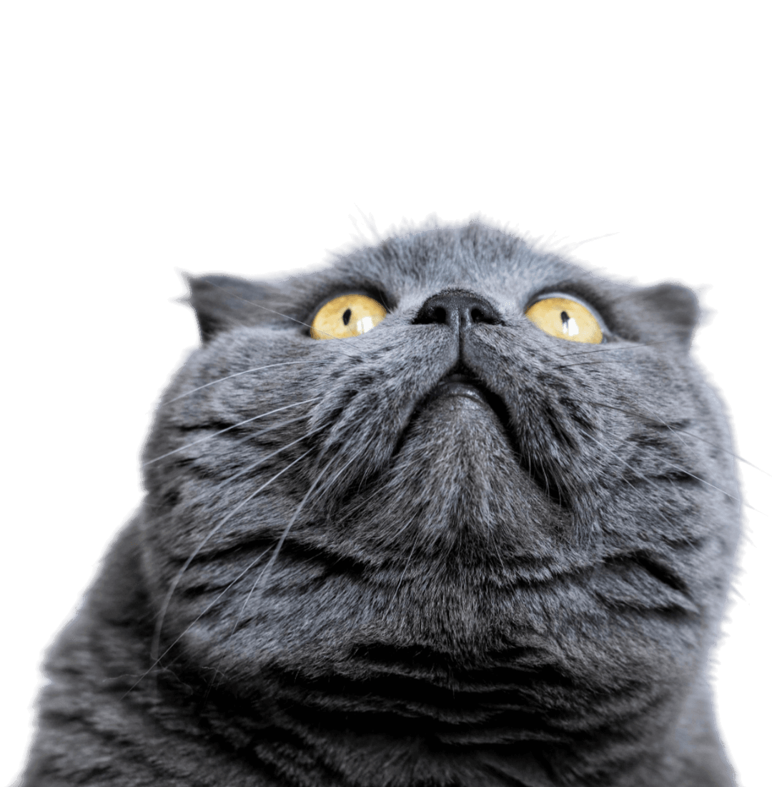 Открыта запись на кастрацию котов